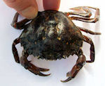 Green Crab used for tautog bait in Ocean City Maryland