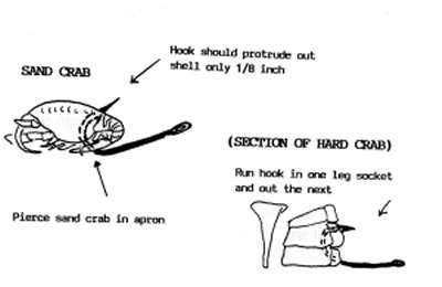 how to hook tautog bait